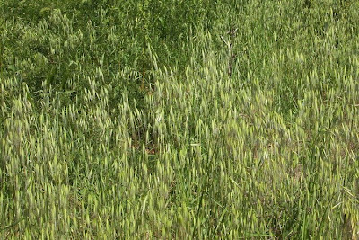 Avena barbata,
aveia-barbada,
aveia-selvagem,
avena barbada,
Avena barbata,
avenilla,
avoine barbue,
balanco-bravo,
balango,
ballueca,
barbed oat,
Barthafer,
Sand-Hafer,
slender oat,
slender oats,
Slender Wild Oat Avena barbata,
aveia-barbada,
aveia-selvagem,
avena barbada,
Avena barbata,
avenilla,
avoine barbue,
balanco-bravo,
balango,
ballueca,
barbed oat,
Barthafer,
Sand-Hafer,
slender oat,
slender oats,
Slender Wild Oat