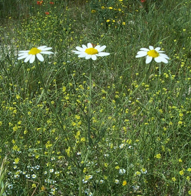Field chamomile Field chamomile