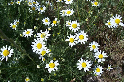 Field chamomile Field chamomile