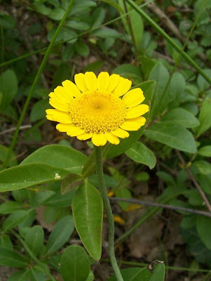 Camomila-amarela