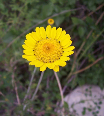 Camomila-amarela