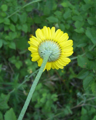 Camomila-amarela