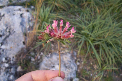 Common kidney-vetch Common kidney-vetch