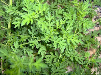 Annual Mugwort, Artemisia annua Annual Mugwort, Artemisia annua