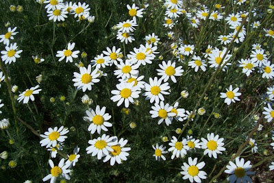 Field chamomile Field chamomile