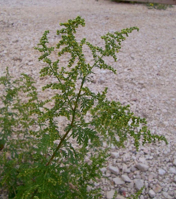 Artemisia annua L.