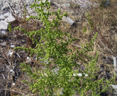 Artemisia annua L.