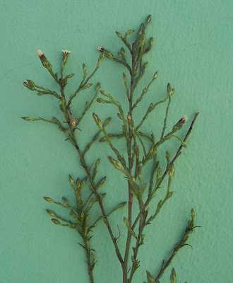 Narrow Leaved Aster