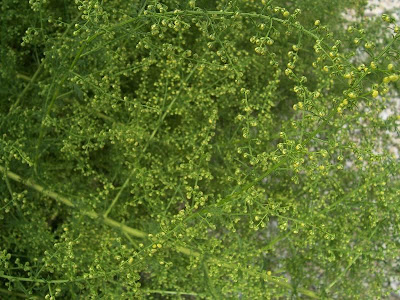 Annual Mugwort, Artemisia annua Annual Mugwort, Artemisia annua