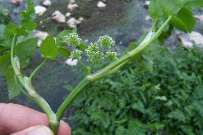 Water Parsnip
