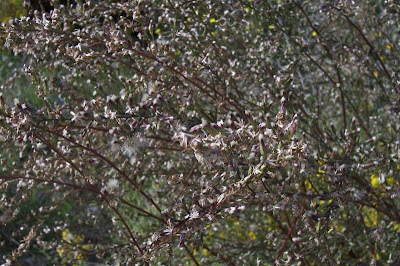 Narrow Leaved Aster