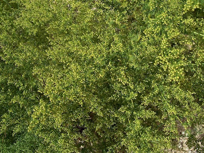 Annual Mugwort, Artemisia annua Annual Mugwort, Artemisia annua