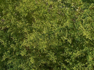 Annual Mugwort, Artemisia annua Annual Mugwort, Artemisia annua