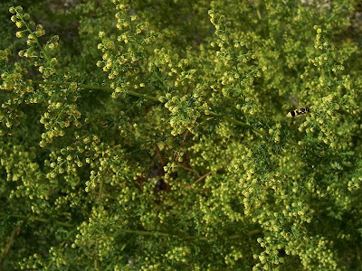 Annual Mugwort, Artemisia annua Annual Mugwort, Artemisia annua