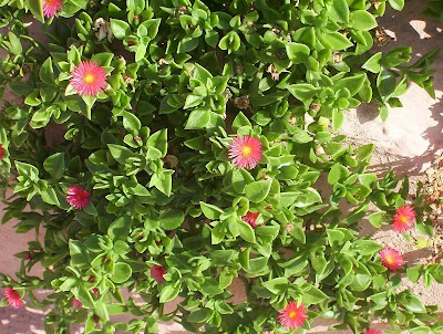 Baby sun-rose