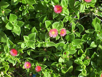 Baby sun-rose