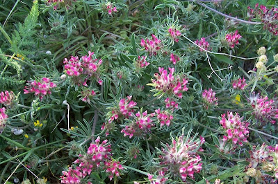 Common kidney-vetch Common kidney-vetch