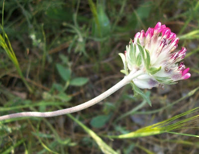 Common kidney-vetch Common kidney-vetch