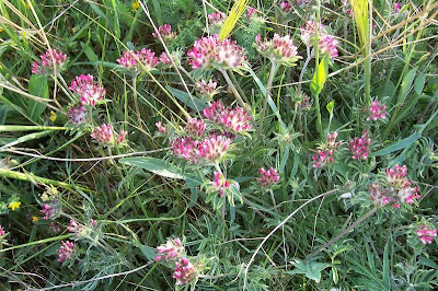 Common kidney-vetch Common kidney-vetch
