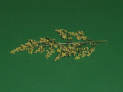Annual Mugwort, Artemisia annua Annual Mugwort, Artemisia annua