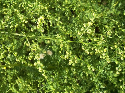 Annual Mugwort, Artemisia annua Annual Mugwort, Artemisia annua