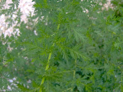 Artemisia annua L.