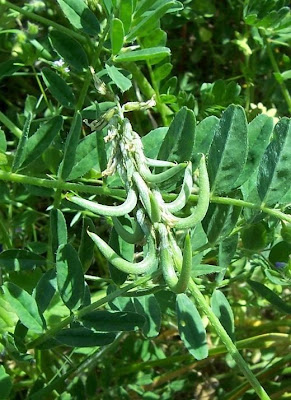 Astragalus hamosus,
Astragalo falciforme,
European milkvetch,
milkvetch,
Southern Milk Vetch Astragalus hamosus,
Astragalo falciforme,
European milkvetch,
milkvetch,
Southern Milk Vetch