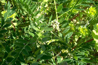 Astragalus hamosus,
Astragalo falciforme,
European milkvetch,
milkvetch,
Southern Milk Vetch Astragalus hamosus,
Astragalo falciforme,
European milkvetch,
milkvetch,
Southern Milk Vetch