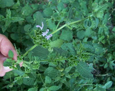 Ballota nigra var. uncinata Ballota nigra var. uncinata