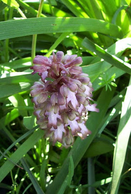 Barlia robertiana,
Barlia,
Giant Orchid