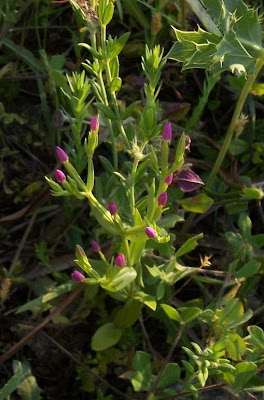 Branched centaury Branched centaury