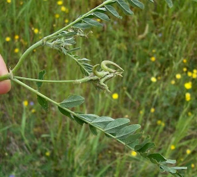 Astragalus hamosus,
Astragalo falciforme,
European milkvetch,
milkvetch,
Southern Milk Vetch Astragalus hamosus,
Astragalo falciforme,
European milkvetch,
milkvetch,
Southern Milk Vetch