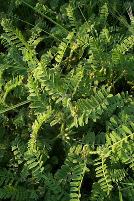 Astragalus sesameus,
Astragalo minore,
Small Flowered Milk Vetch