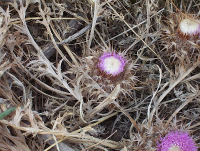 Atractylis gummifera,
acanthomastich,
Masticogna laticifera,
Pine Thistle,
pseudomastich Atractylis gummifera,
acanthomastich,
Masticogna laticifera,
Pine Thistle,
pseudomastich