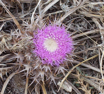 Atractylis gummifera,
acanthomastich,
Masticogna laticifera,
Pine Thistle,
pseudomastich Atractylis gummifera,
acanthomastich,
Masticogna laticifera,
Pine Thistle,
pseudomastich