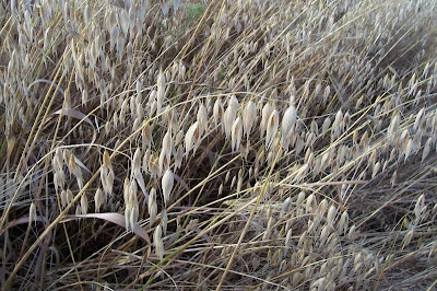 Avena sativa,
aveia,
aveia-amarela,
avena,
Avena comune,
avena común,
avena roja,
avoine byzantine,
avoine cultivée,
Biada,
common oat,
Common oats,
Hafer,
ma-karasu-mugi,
Mittelmeerhafer,
oat,
oatgrass (common) Avena sativa,
aveia,
aveia-amarela,
avena,
Avena comune,
avena común,
avena roja,
avoine byzantine,
avoine cultivée,
Biada,
common oat,
Common oats,
Hafer,
ma-karasu-mugi,
Mittelmeerhafer,
oat,
oatgrass (common)