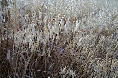 Avena sativa,
aveia,
aveia-amarela,
avena,
Avena comune,
avena común,
avena roja,
avoine byzantine,
avoine cultivée,
Biada,
common oat,
Common oats,
Hafer,
ma-karasu-mugi,
Mittelmeerhafer,
oat,
oatgrass (common) Avena sativa,
aveia,
aveia-amarela,
avena,
Avena comune,
avena común,
avena roja,
avoine byzantine,
avoine cultivée,
Biada,
common oat,
Common oats,
Hafer,
ma-karasu-mugi,
Mittelmeerhafer,
oat,
oatgrass (common)