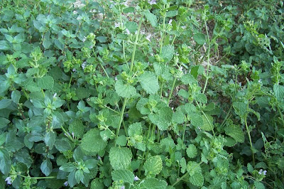 Ballota nigra var. uncinata Ballota nigra var. uncinata