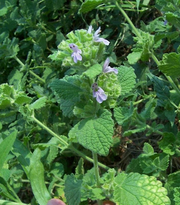 Ballota nigra var. uncinata Ballota nigra var. uncinata