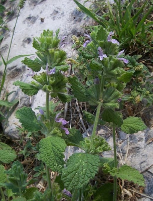 Ballota nigra var. uncinata Ballota nigra var. uncinata