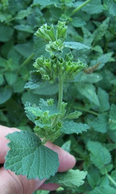 Ballota nigra var. uncinata Ballota nigra var. uncinata