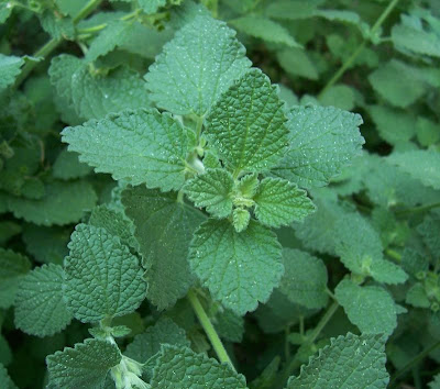 Ballota nigra var. uncinata Ballota nigra var. uncinata