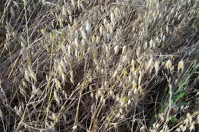 Avena sativa,
aveia,
aveia-amarela,
avena,
Avena comune,
avena común,
avena roja,
avoine byzantine,
avoine cultivée,
Biada,
common oat,
Common oats,
Hafer,
ma-karasu-mugi,
Mittelmeerhafer,
oat,
oatgrass (common) Avena sativa,
aveia,
aveia-amarela,
avena,
Avena comune,
avena común,
avena roja,
avoine byzantine,
avoine cultivée,
Biada,
common oat,
Common oats,
Hafer,
ma-karasu-mugi,
Mittelmeerhafer,
oat,
oatgrass (common)