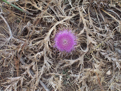 Atractylis gummifera,
acanthomastich,
Masticogna laticifera,
Pine Thistle,
pseudomastich Atractylis gummifera,
acanthomastich,
Masticogna laticifera,
Pine Thistle,
pseudomastich