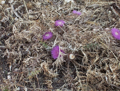 Atractylis gummifera,
acanthomastich,
Masticogna laticifera,
Pine Thistle,
pseudomastich Atractylis gummifera,
acanthomastich,
Masticogna laticifera,
Pine Thistle,
pseudomastich