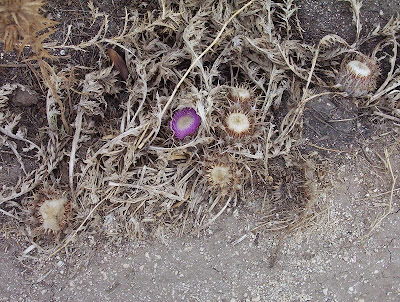 Atractylis gummifera,
acanthomastich,
Masticogna laticifera,
Pine Thistle,
pseudomastich Atractylis gummifera,
acanthomastich,
Masticogna laticifera,
Pine Thistle,
pseudomastich