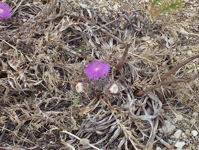 Atractylis gummifera,
acanthomastich,
Masticogna laticifera,
Pine Thistle,
pseudomastich Atractylis gummifera,
acanthomastich,
Masticogna laticifera,
Pine Thistle,
pseudomastich