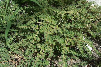 Euforbia prostrata