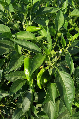 Cayenne pepper