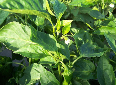 Cayenne pepper